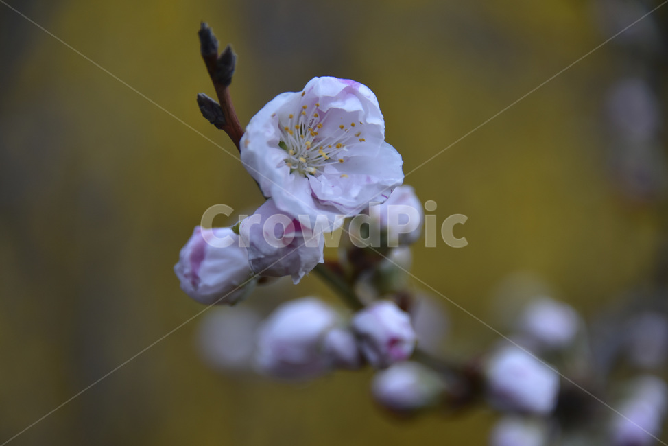 오색도화,floweringpeach,꽃복사꽃,살금벽도,삼색도화,복사꽃,삼색도,식물,자연,plants,nature,꽃,flower