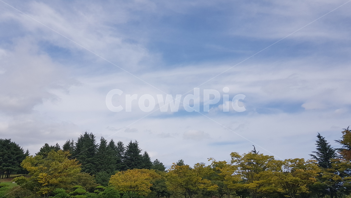 하늘,구름,파란하늘,하얀구름,sky,cloud,bluesky,뭉게구름,tree,나무,plant,식물,abies,아비,fir,전나무,자연,풍경,nature,landscape