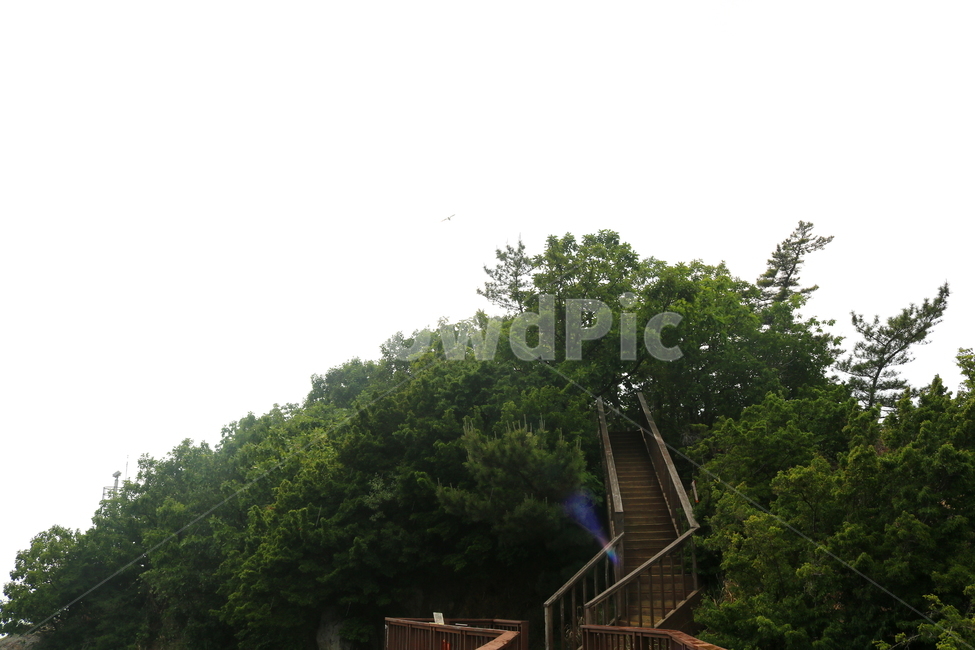 다리,대부도,해솔길,개미허리아치교,아치교,구봉도,나무,자연,풍경,자연,풍경,nature,landscape