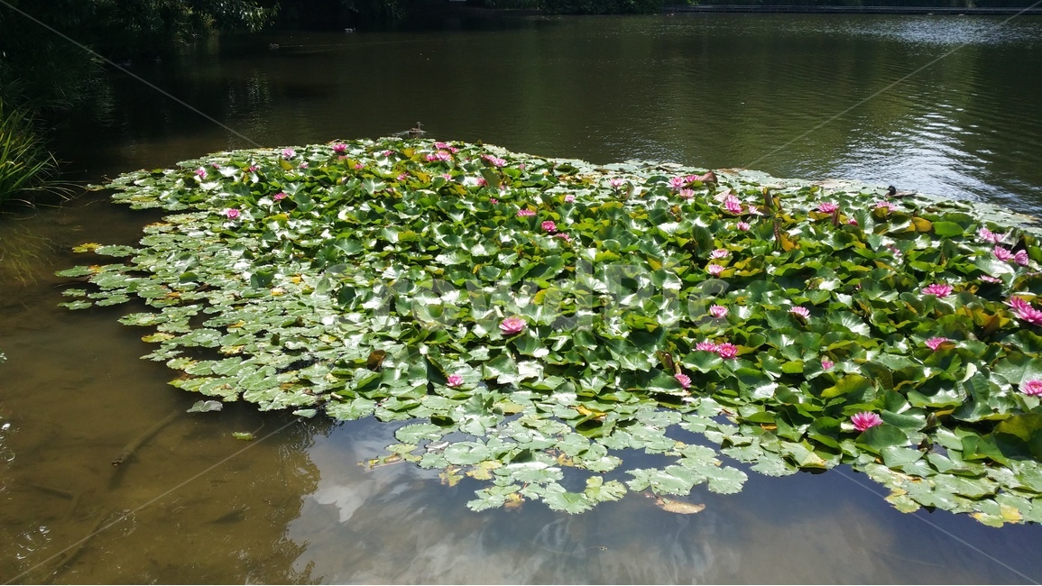뉴질랜드,정원,연못,꽃,시원함,여름,피서지,안식처,식물,자연,plants,nature,꽃,flower