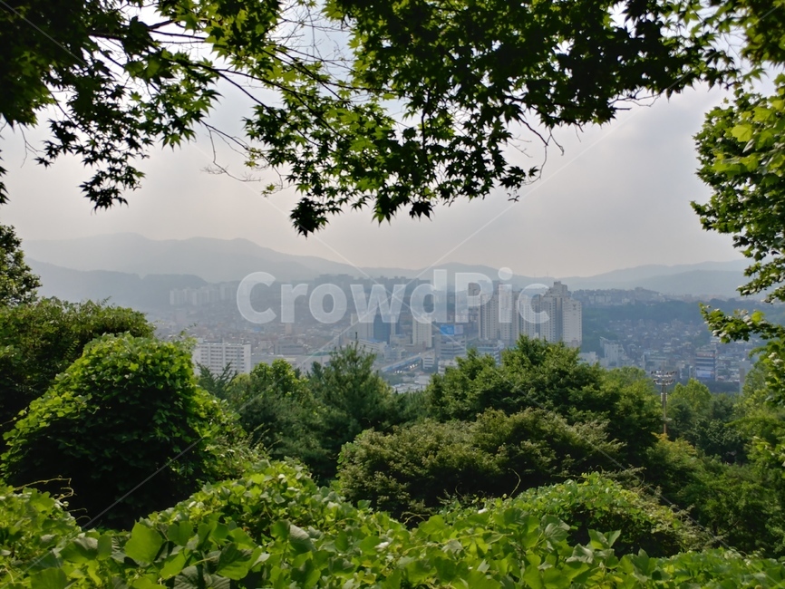 전망,공원,view,pack,forest,숲,수풀,조망,나무들
