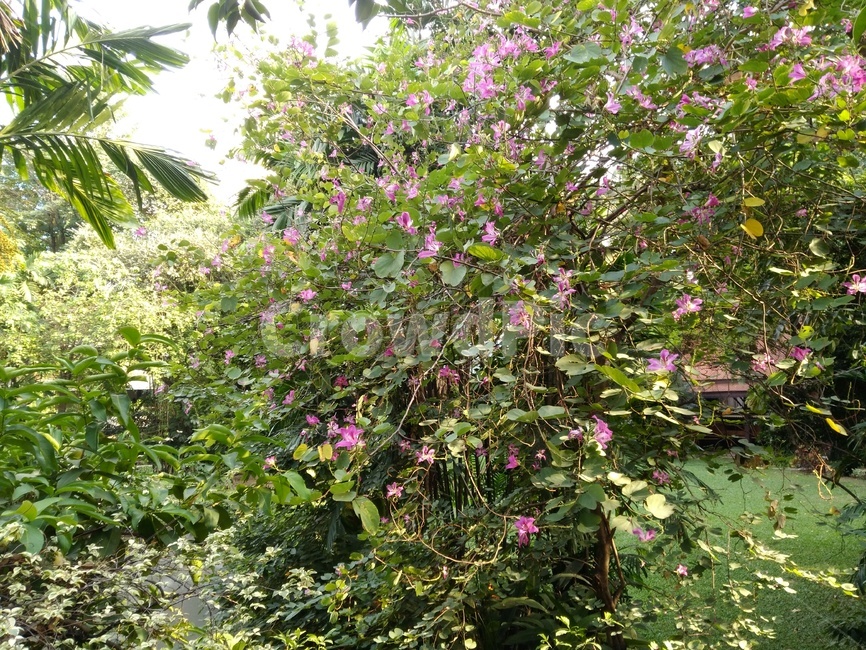 plant,식물,꽃,나무,flower,tree