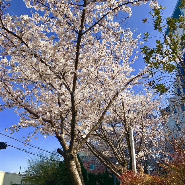 벚꽃,봄,화창한날,하늘,날씨,봄,계절,spring,season,식물,자연,plants,nature,나무,trees,wood,plant