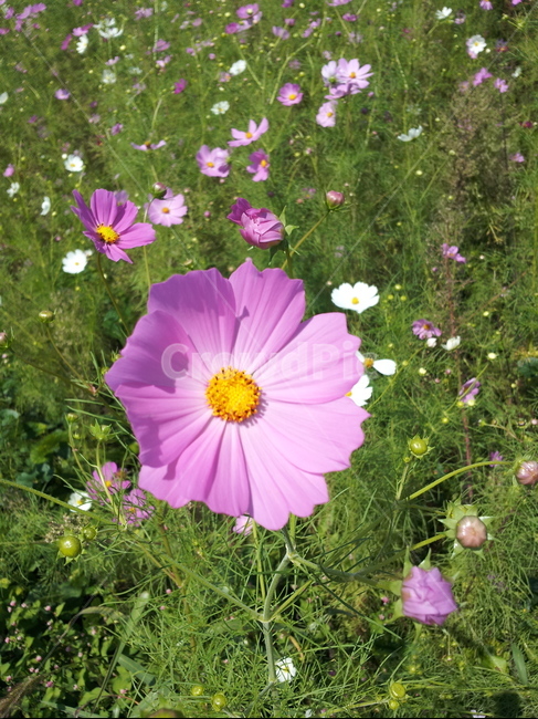 시골길,코스모스,길가코스모스,가을,가을시골길,식물,자연,plants,nature,꽃,flower