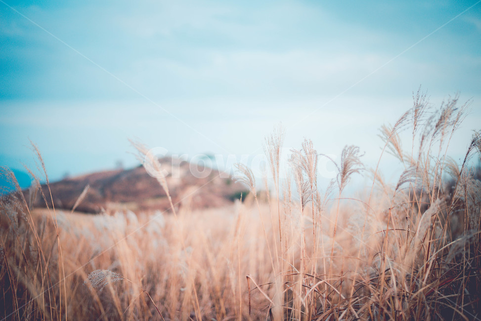 grass,잔디,plant,식물,억새,자연,풍경,nature,landscape