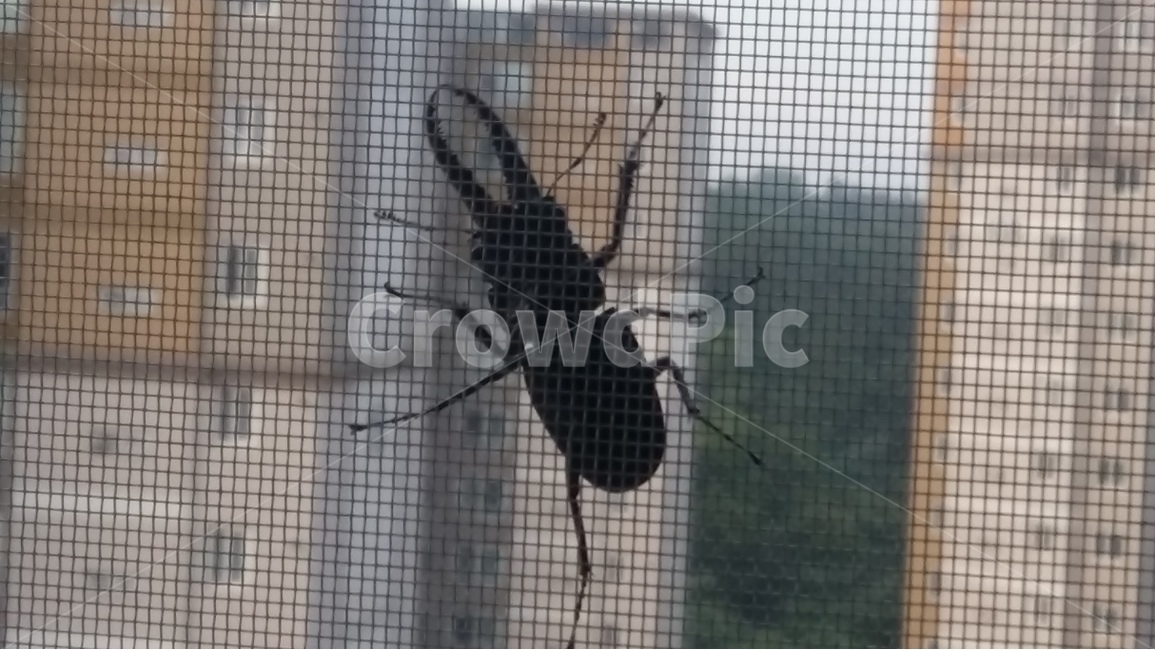 사슴벌레,곤충,방충망,야생,날아오다,동물,animal,곤충,벌레,insect,bug