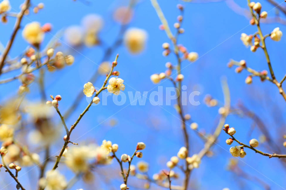 꽃,매화,봄,봄꽃,개화,봄,계절,spring,season,식물,자연,plants,nature,꽃,flower,plant