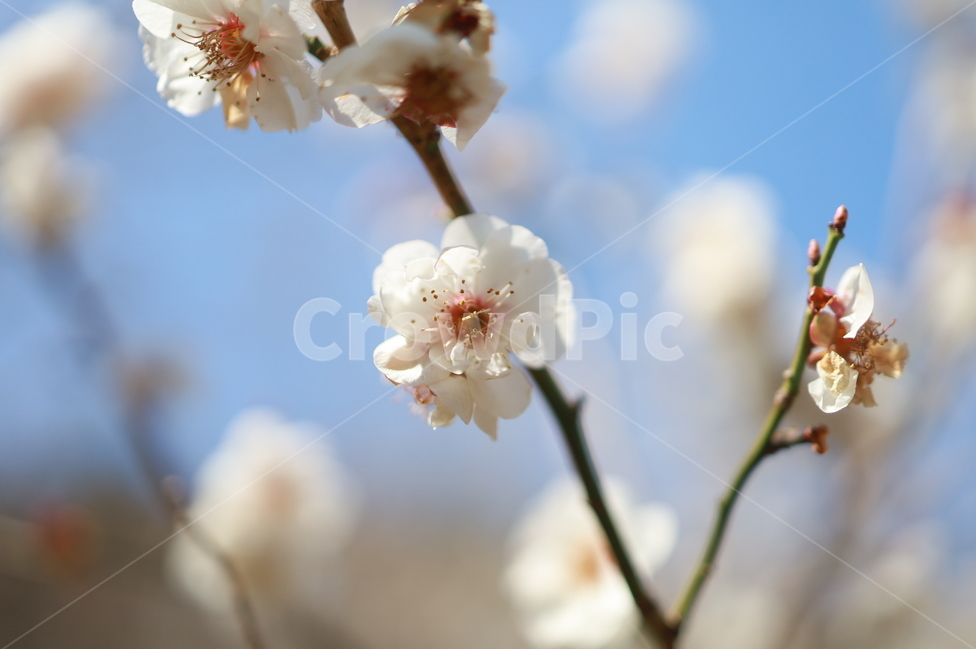 매화,매화꽃,들꽃,봄꽃,봄나들이,식물,식물,자연,plants,nature,꽃,flower