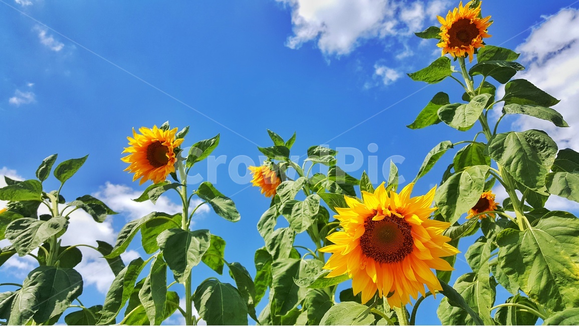 해바라기,꽃,가을,가을하늘,sunflower,flower,여름,계절,summer,season,가을,fall,autumn,식물,자연,plants,nature,꽃,flower,plant,blossom