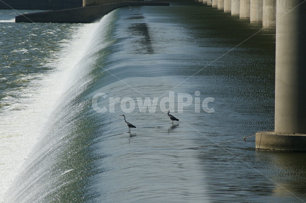 water,물,outdoors,옥외,animal,동물,bird,새,nature,자연,river,강,한강,외가리