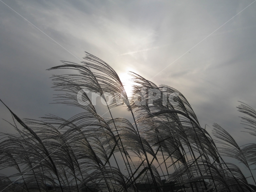 갈대,노을,구름,흐림,바람,역광,빛,투광,억새,하늘,식물,자연,plants,nature
