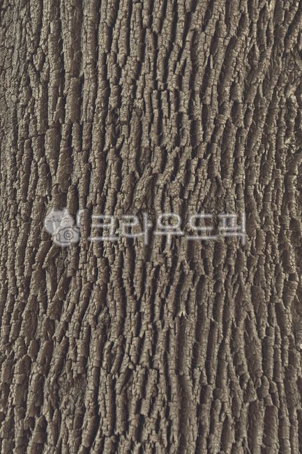 rough,surface,natural,log,texture,pattern,brown,tree bark,split,wood grain,background,wood