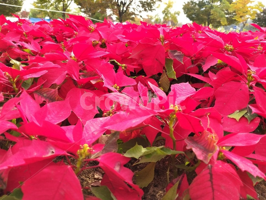 식물,꽃,레드,자연,빨강,식물,자연,plants,nature,꽃,flower