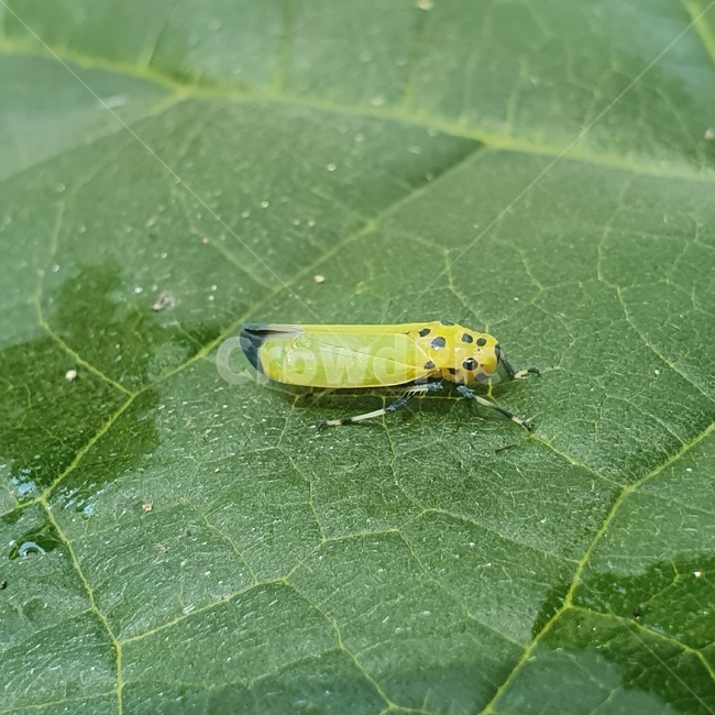 plant,식물,insect,곤충,animal,동물,잎,곤충,벌레,insect,bug