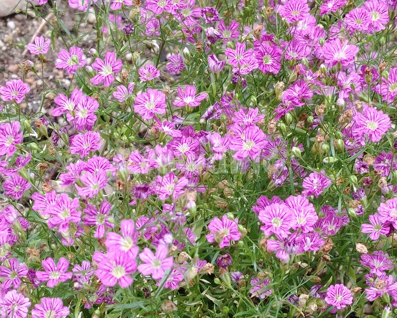 꽃,풀꽃,들꽃,식물,flower,plant,풀