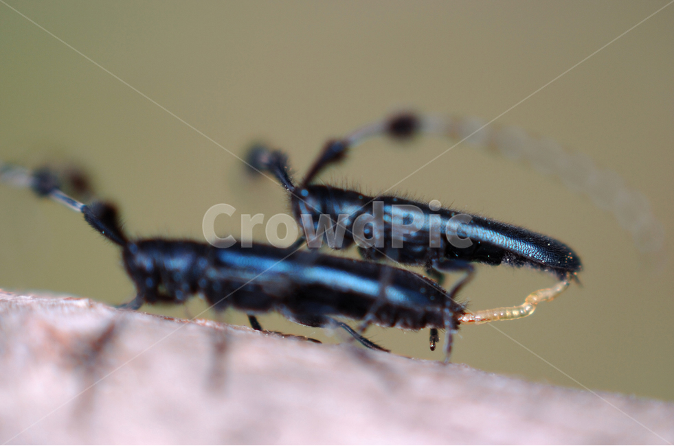 곤충,하늘소,생태,환경,자연,동물,animal,곤충,벌레,insect,bug