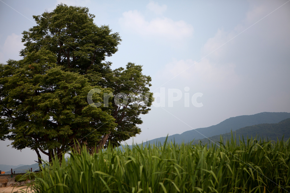 nature,양평,두물머리,나무,풀,봄,여름