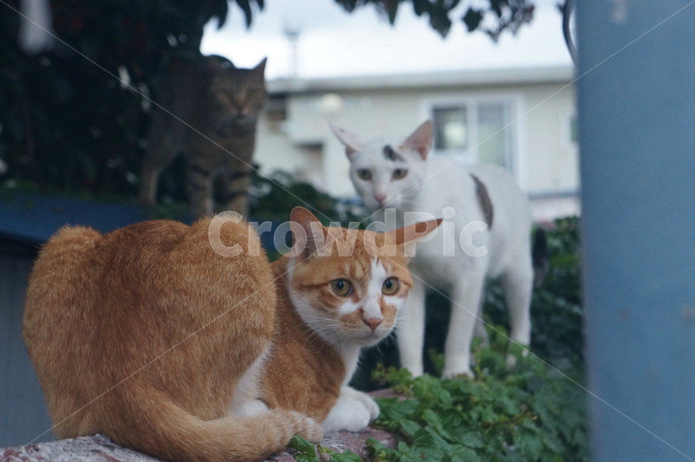 길고양이,고양이,동물,cat,유기묘,동물,animal,포유류,mammal,고양이,cat,kitten,kitty