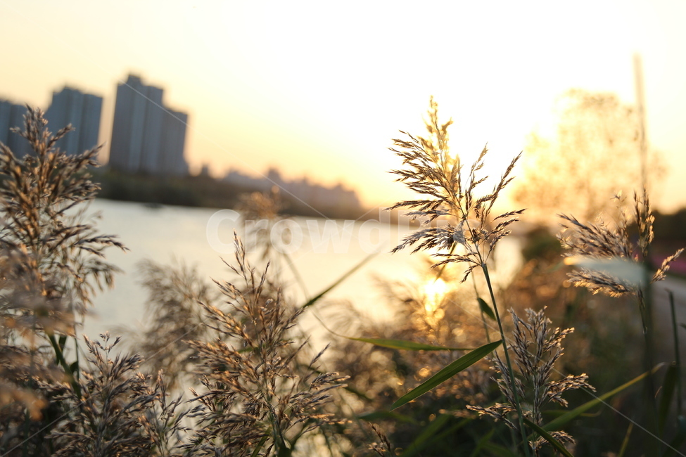 풍경,자연풍경,해질녘,노을,갈대,곡교천,가을,감성사진,식물,자연,plants,nature,휴식,힐링,rest,relaxation,healing