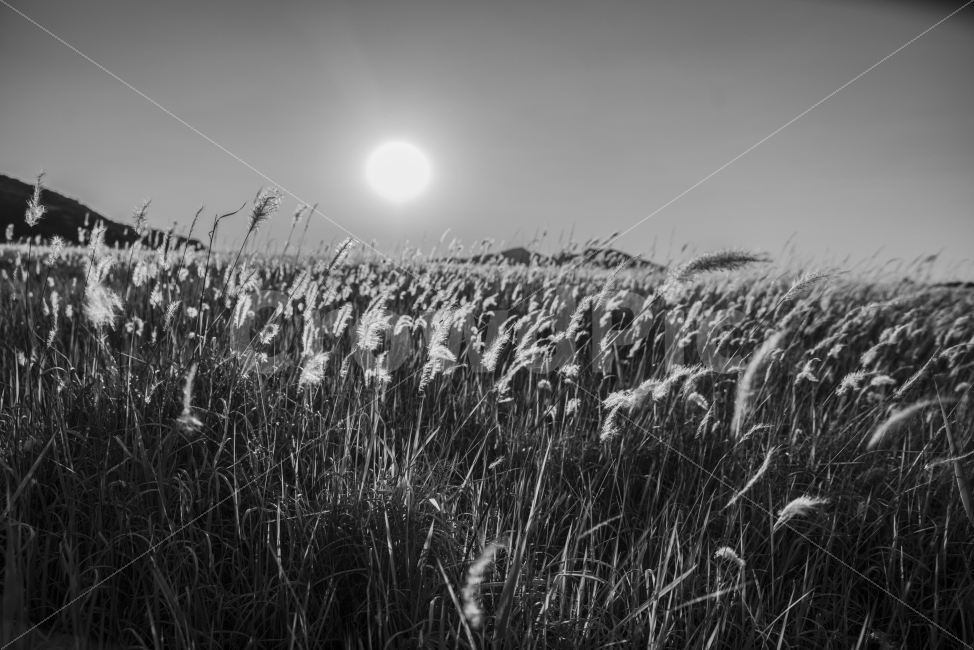 풍경,노을,저녁,수섬,출사,삘기꽃,백묘화,흑백,자연,풍경,nature,landscape,흑백,모노톤,monochrome,black and white,plant,식물,grass,잔디