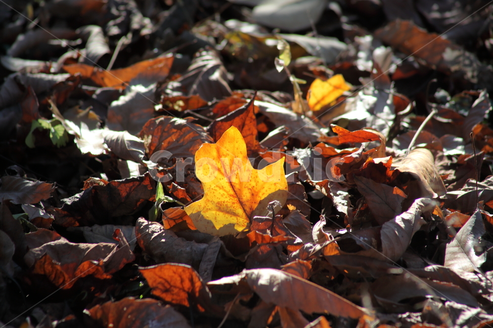 단풍,잎,식물,가을,redleaves,가을,계절,fall,autumn,season,식물,자연,plants,nature,leaf,plant,tree,나무