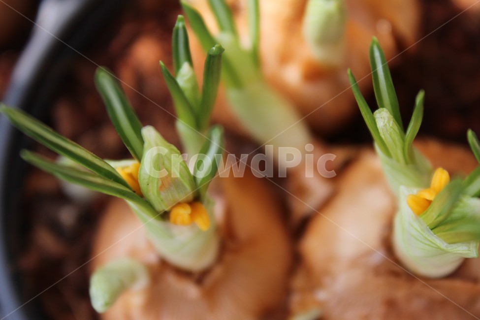 꽃,자연,nature,flowers,background,식물,자연,plants,nature,꽃,flower