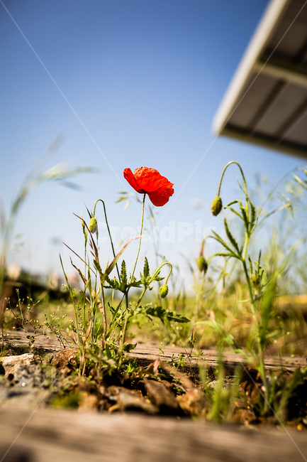 양귀비,꽃,빨간꽃,풀,초록,여름,flower,green,korea,red,식물,자연,plants,nature,꽃,flower