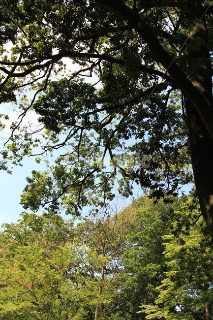 plant,식물,tree,treetrunk,나무줄기