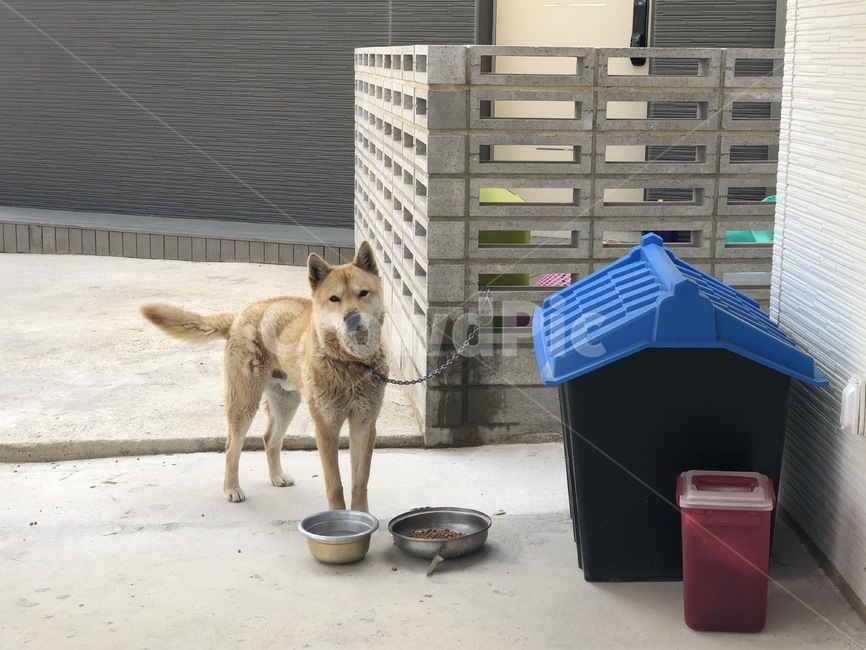 개,강아지,강아지집,개밥,개집