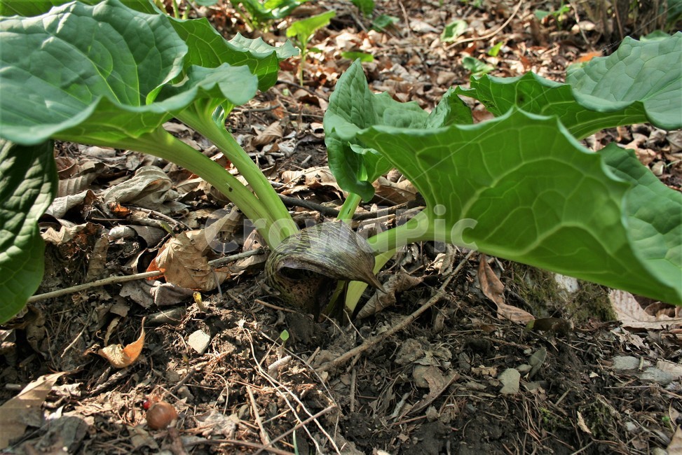앉은부채,천남성과,금련,유독성,여러해살이풀,야생화,식물,자연,plants,nature