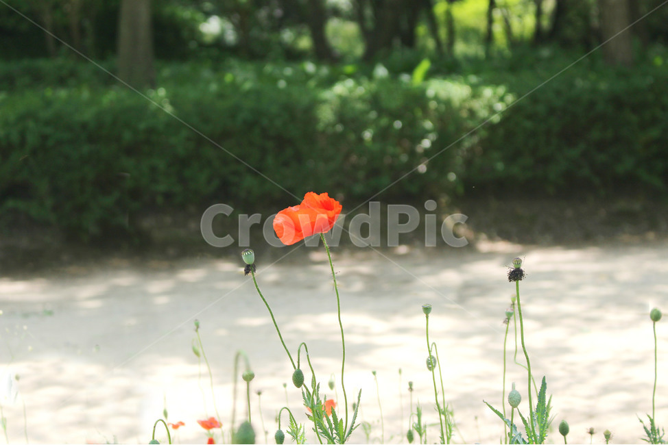양귀비,꽃,자연,빨강,감성사진,red,flower