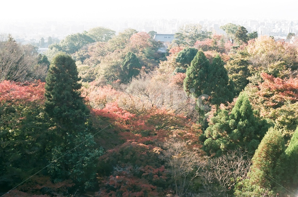 단풍,산,가을산,단풍나무,하늘,가을색,가을,fall,autumn,계절,season,자연,나무,빨강,초록,식물,햇빛,가을,계절,fall,autumn,season,자연,풍경,nature,landscape,plant,tree,fir,전나무