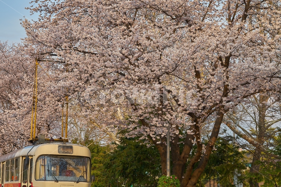 풍경,기차,벚꽃,봄꽃,철도공원,경춘선,공원,교통,교통수단,traffic,train,blooming,spring,봄,계절,spring,season,교통,교통수단,traffic,transportation,plant,식물