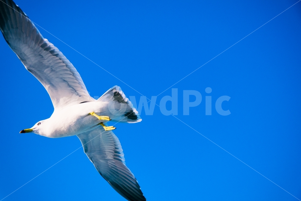 sky,blue,telephoto,Seagull,wing