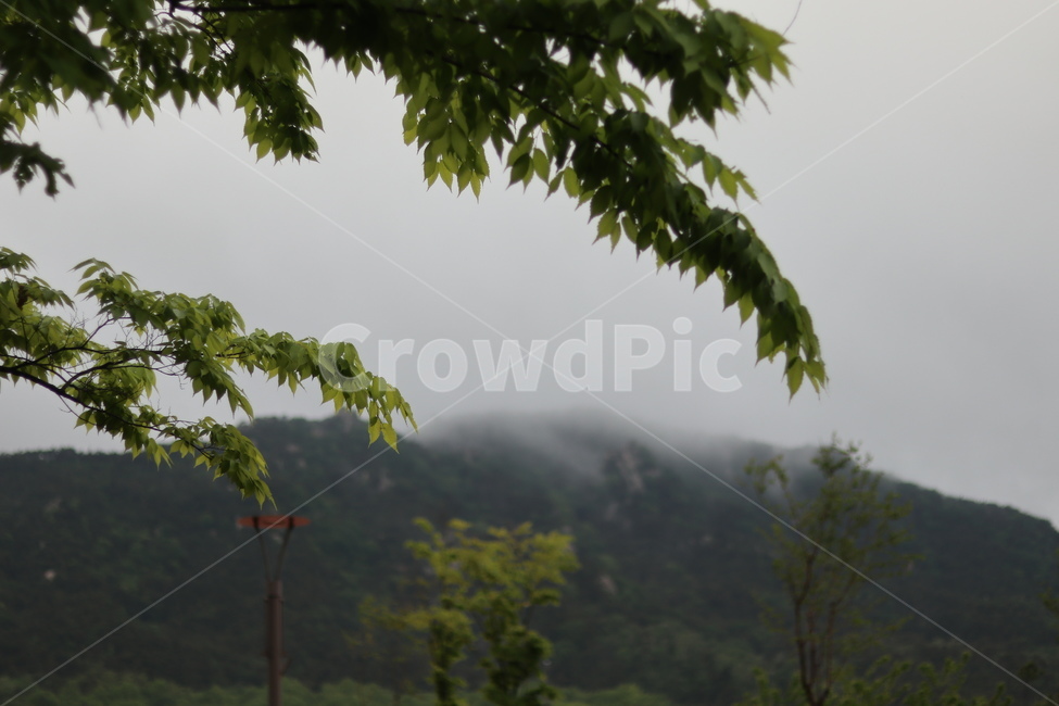 용봉산,구름,비,나무,봄,흐림,자연,풍경,nature,landscape,한국자연풍경,한국자연경관,korea nature landscape,식물,plants,outdoors,옥외