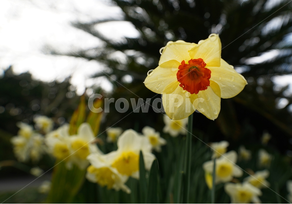 식물,꽃,blossom,flower,plant