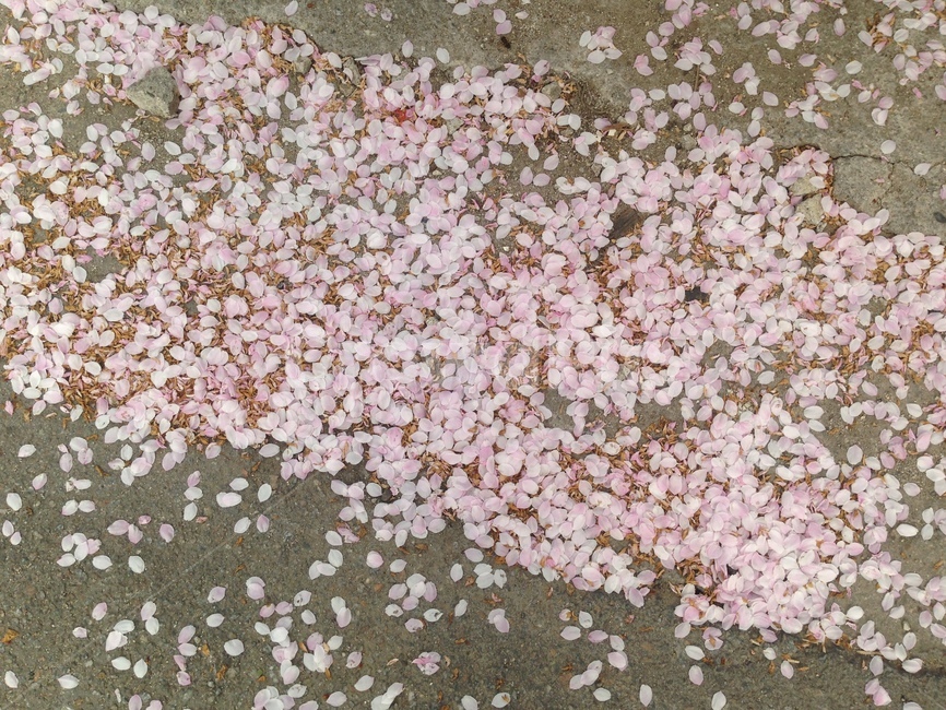 flower,꽃,blossom,꽃잎,petal,벚꽃,바닥