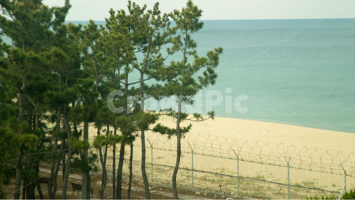 속초,바다,해변가,나무,철조망,자연,풍경,nature,landscape,한국자연풍경,한국자연경관,korea nature landscape,해변,바다,beach,sea,tree,plant,식물
