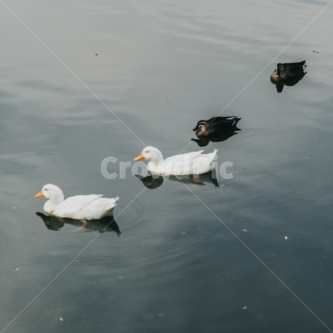 animal,동물,bird,새,오리,duck,동물,animal,조류,새,birds
