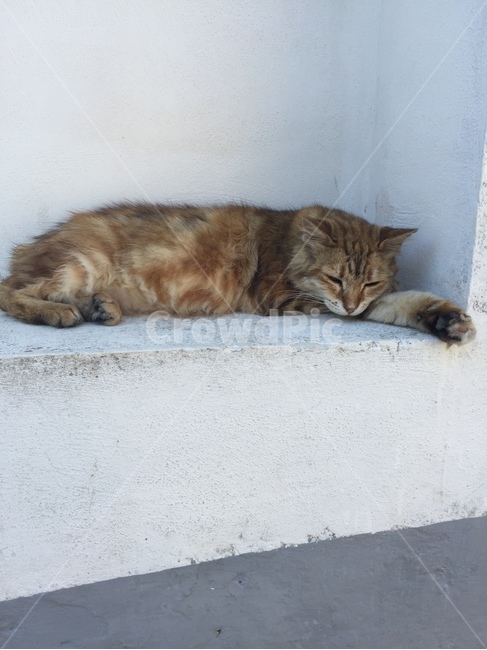 고양이,길고양이,자는고양이,잠,거리의고양이,cat