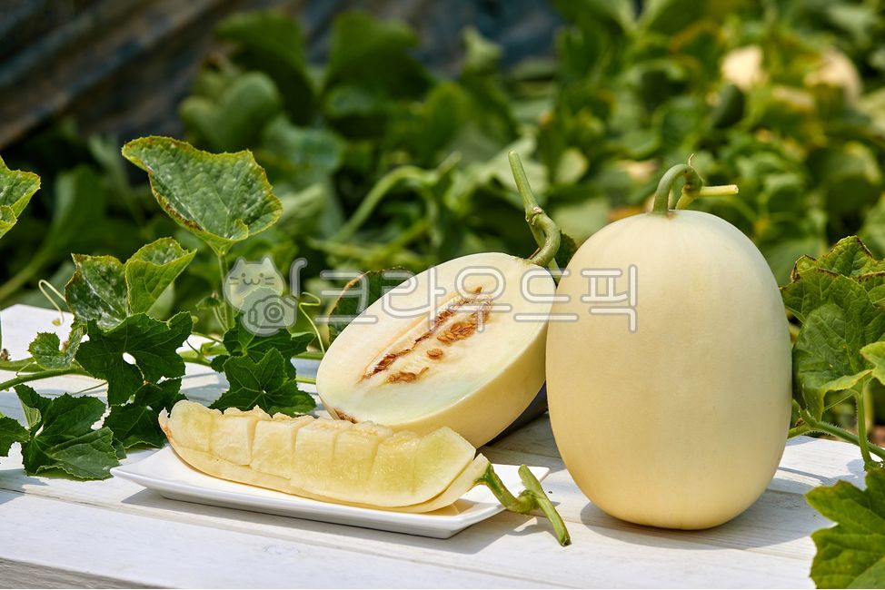 Cheonan Susin Melon,susinmelon,fruit,crops,agriculture,harvesting,white,Agriculture,melon,harvest,Fruit,cheonansusinmelon,food ingredients,leaf,food,cultivation,housemelon,White,culture,plant,house melon,stem