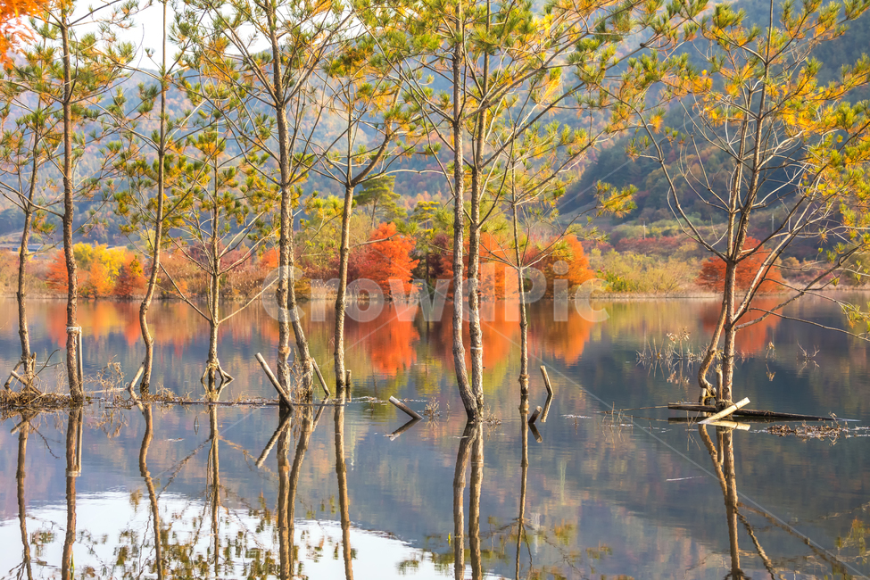 가을풍경,가을,반영,자연,nature,용담호,tree,plant,가을,계절,fall,autumn,season,자연,풍경,nature,landscape,한국자연풍경,한국자연경관,korea nature landscape