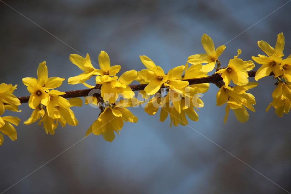 개나리,꽃,식물,봄,koreanforsythia,봄,계절,spring,season,식물,자연,plants,nature,꽃,flower,plant