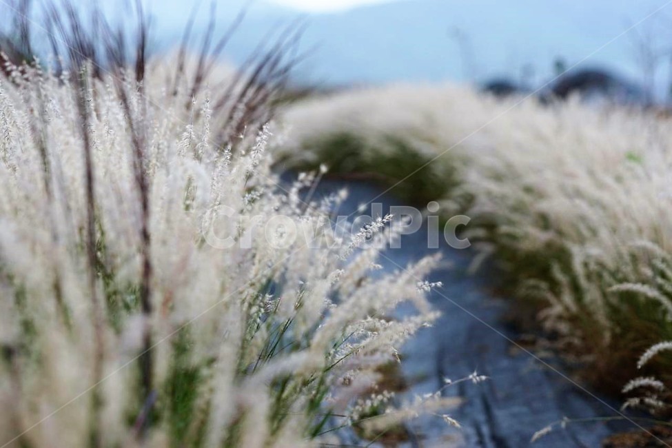 가을,억새,자연,식물,하늘,흰색,초록색,풍경,감성,서정,nature,season,autumn,fall,white,green,가을,계절,fall,autumn,season,식물,자연,plants,nature,ice,빙,outdoors,옥외,plant,grass,잔디