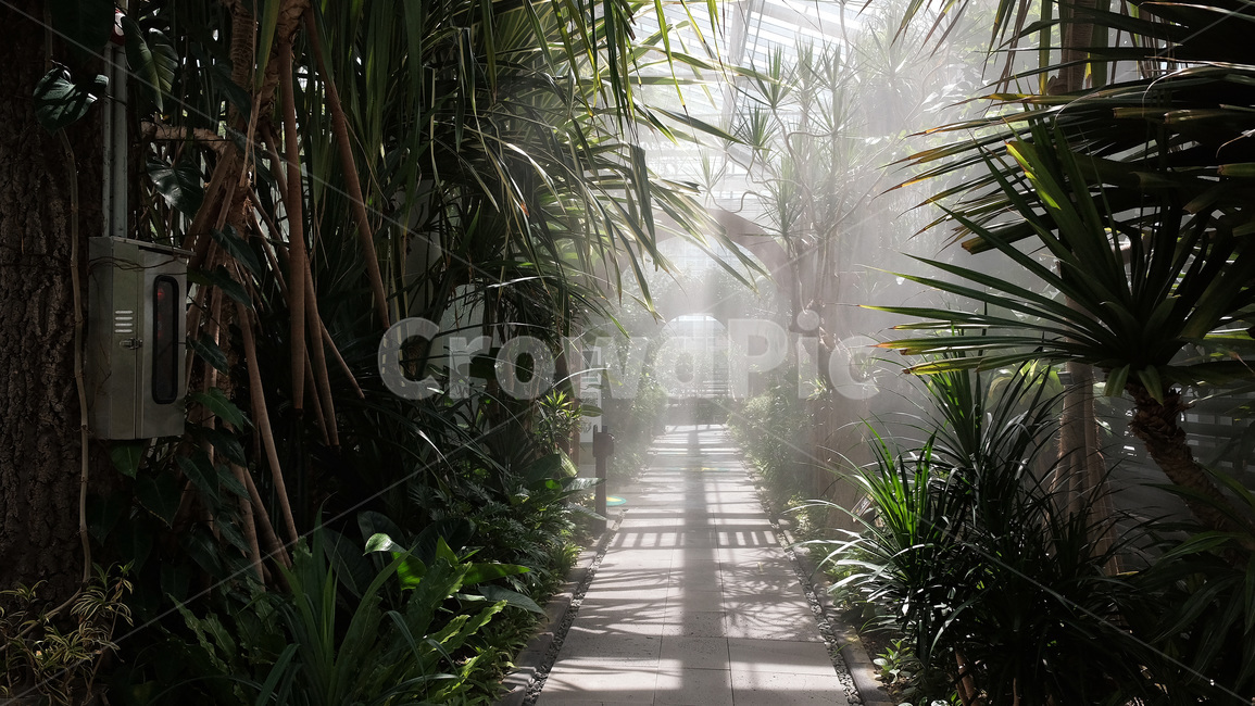 경주,식물원,동궁원,나무,여름,경주명소,안개,고요함,식물,palnt,botanicalgardens,korea,summer,tree,mist