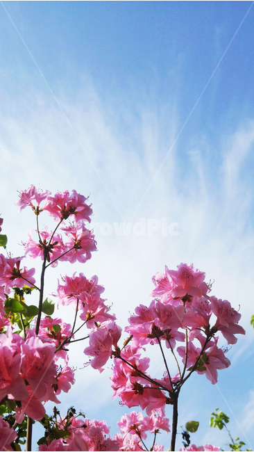 식물,꽃,자연풍경,풍경,봄,봄,계절,spring,season,식물,자연,plants,nature,꽃,flower,plant