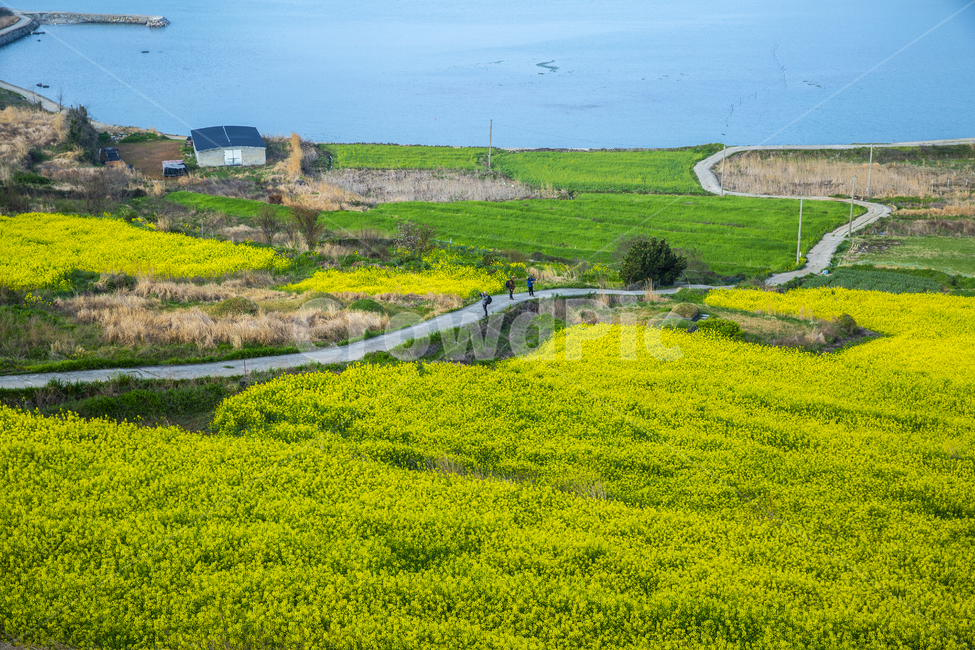 유채꽃,유채꽃밭,자연,풍경,청산도,노랑,길,봄,계절,spring,season,자연,풍경,nature,landscape,시골,마을,country,rural,town,grassland,목초지,field,들,outdoors,옥외,농촌,farm,농장,meadow