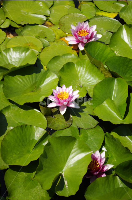 연못,수련,수생식물,식물,자연,꽃,flower,color,식물,자연,plants,nature,꽃,flower
