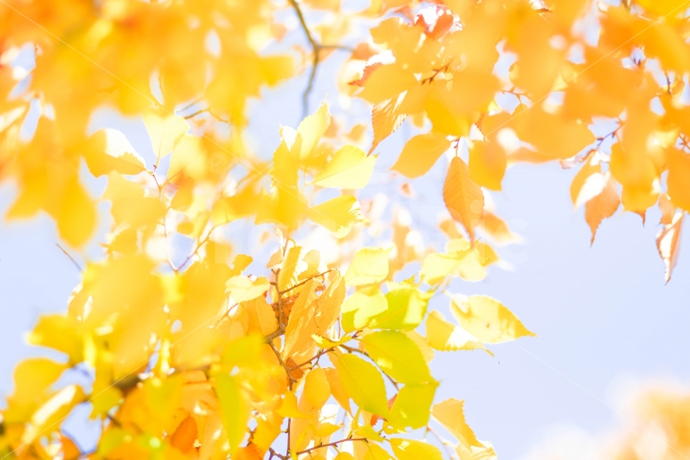 단풍,가을,노랑색,나무,자연,가을,계절,fall,autumn,season,식물,자연,plants,nature,감성,sensible,feeling,휴식,힐링,rest,relaxation,healing,plant,leaf,잎