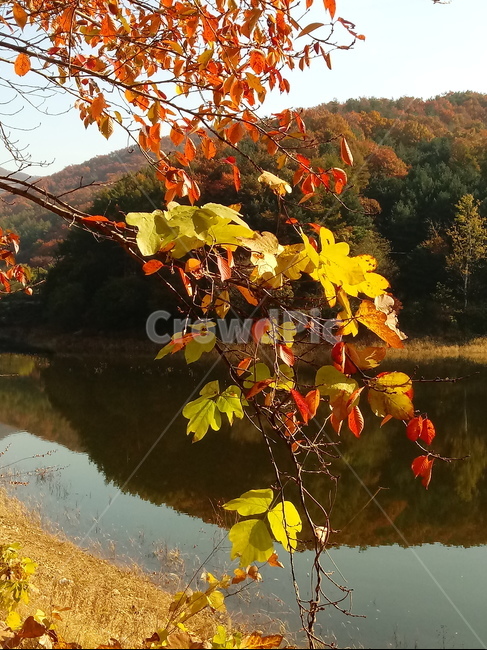 낙엽,단풍,落葉,leaves,나뭇잎,단풍나무,식물,maple,낙엽활엽관목,잎,계절,가을,자연,풍경,outdoors,옥외,fallautumnseason,naturelandscape,풍경사진,물,호수,저수지,강,가을,계절,fall,autumn,season,leaf,plant,tree,나무,water,nature,land,땅
